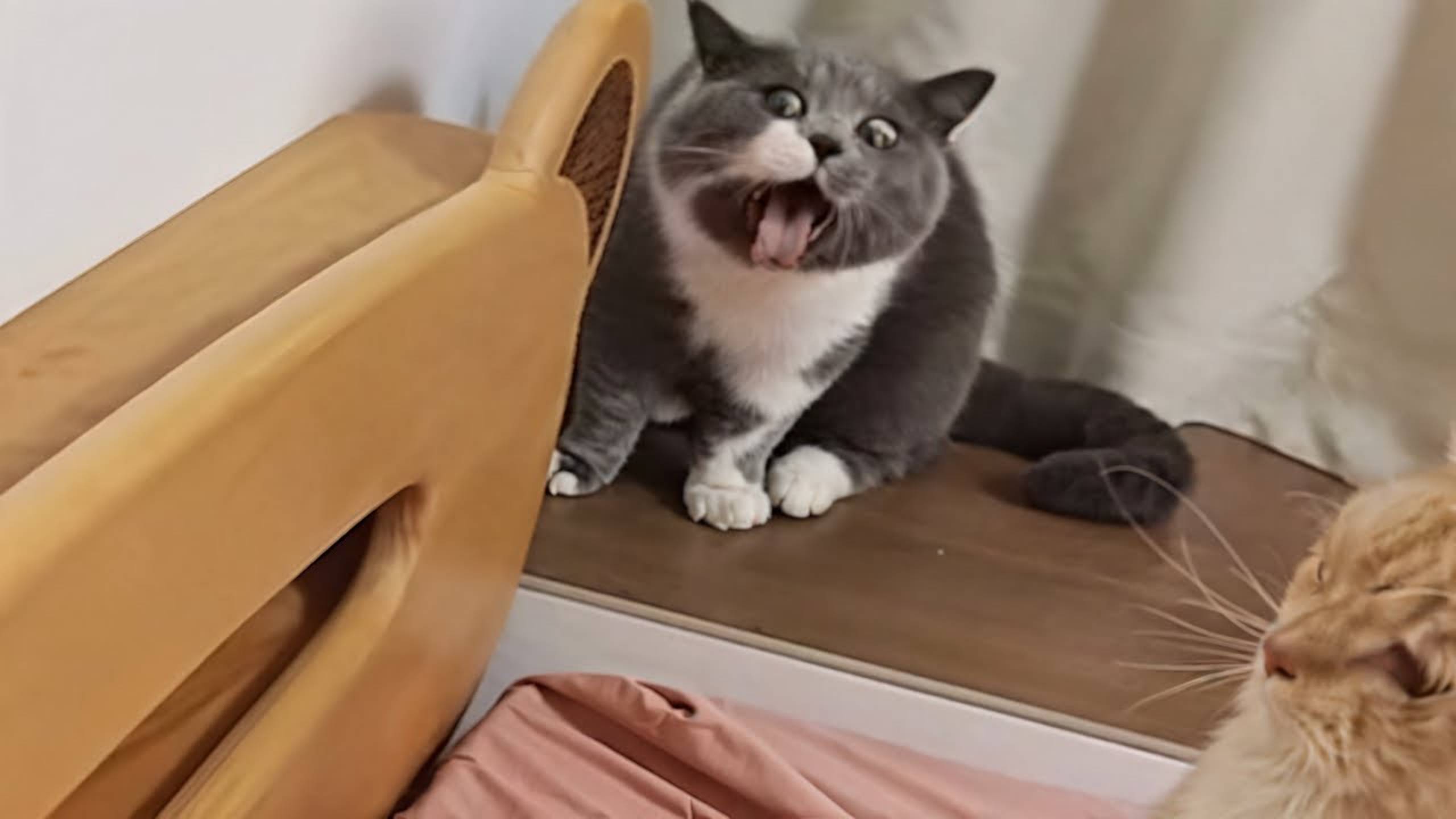 Приколы с котами! Смешные коты - Самые смешные животные С ОЗВУЧКОЙ! Ржака!!