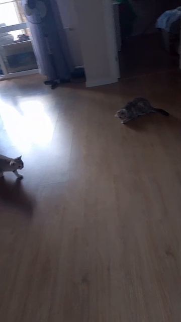 VID-20250625-WA0001.mp4