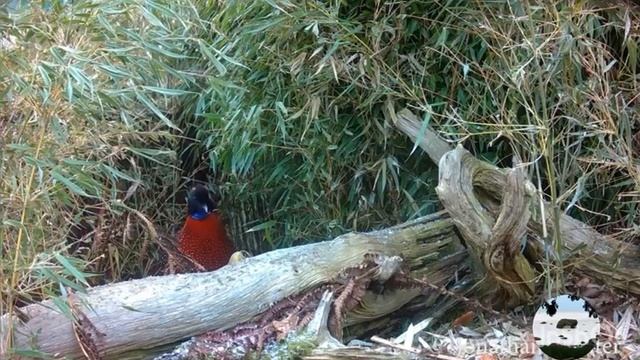 Трагопан Сатир Tragopan Satyra