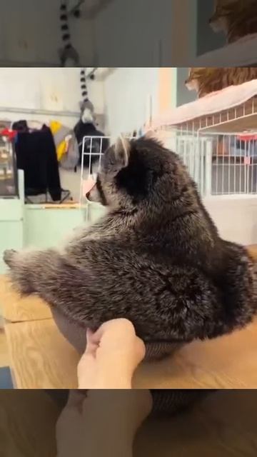 КотоФан 20
