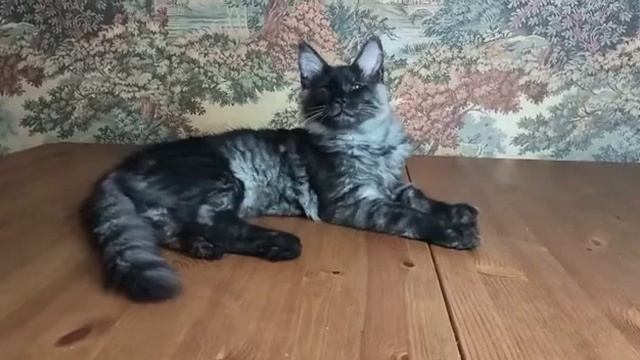 Арчи