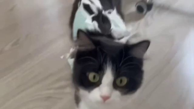 Котейка