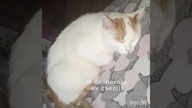 ЖИЗНЬ