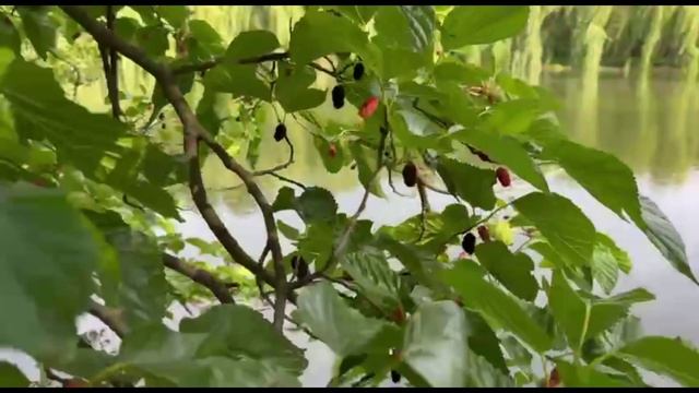 Кубанская житница и российское изобилие