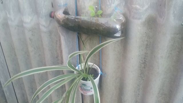 Преобразила угол в огороде ! 🪴Прополка до и после ! 🌱Юг России 🏝️!