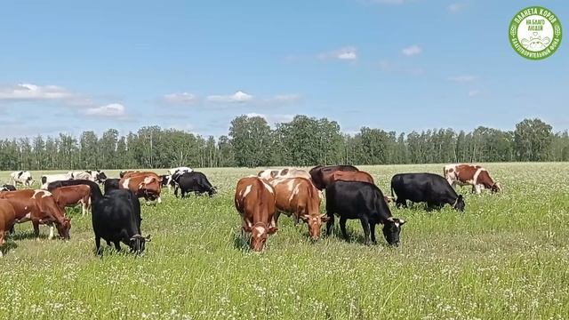 Медитация созерцание коров
