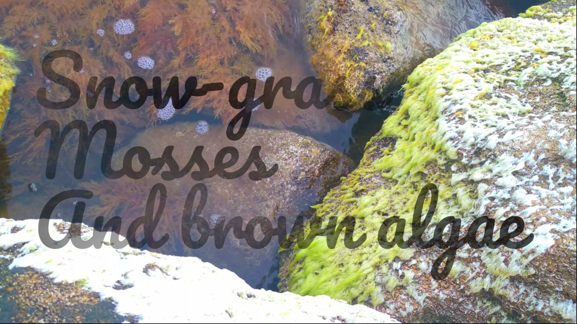 Snow-grass mosses and brown algae