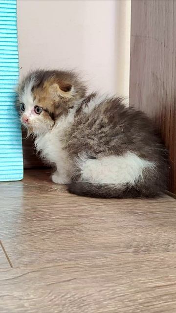 Забавный котенок, прекрасное настроение после еды часть 1. #котенок 4k