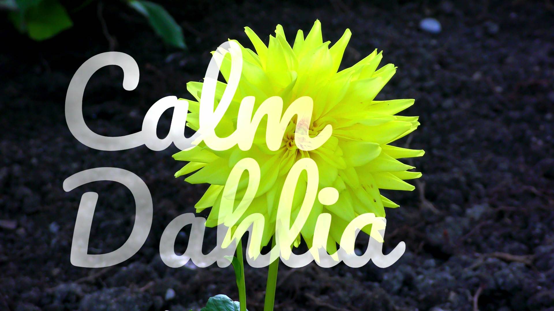 Calm dahlia
