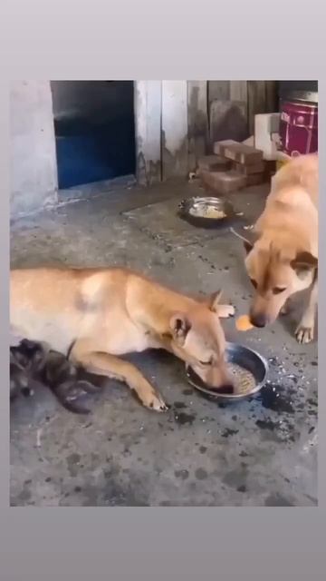 Папочка благородно подкармливает мамочку своих детей 🐶🥰❤️