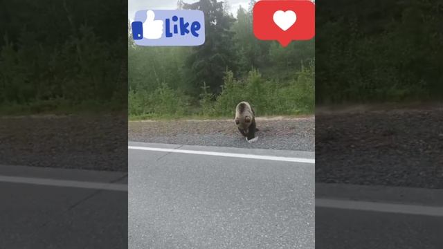 🐻🐻🐻