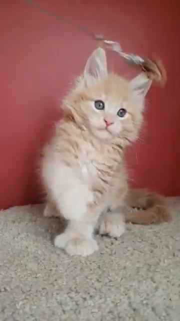 Котик Жардан - https://xo4umeinkuna.ru/363