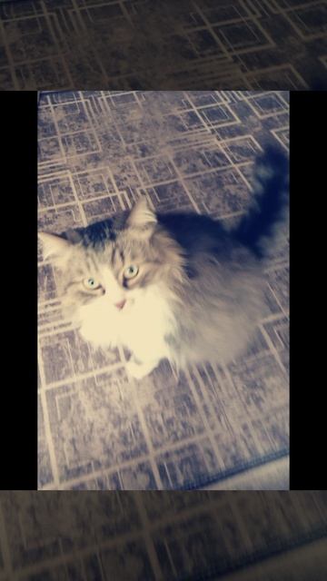 МОЙ КОТ