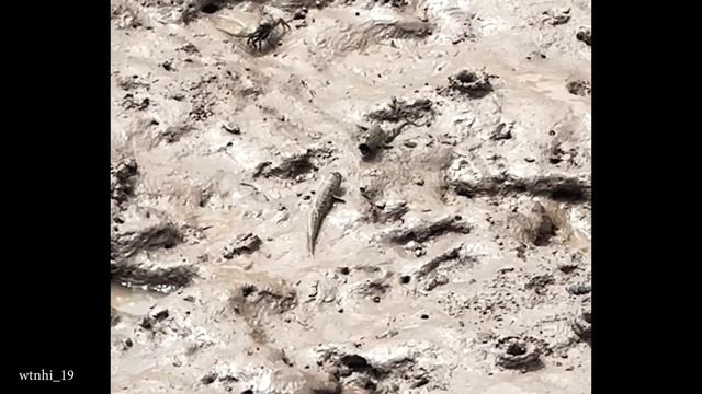 Самые смешные видео С ЖИВОТНЫМИ 2025 Года Мгновенно поднимут Вам Настроение