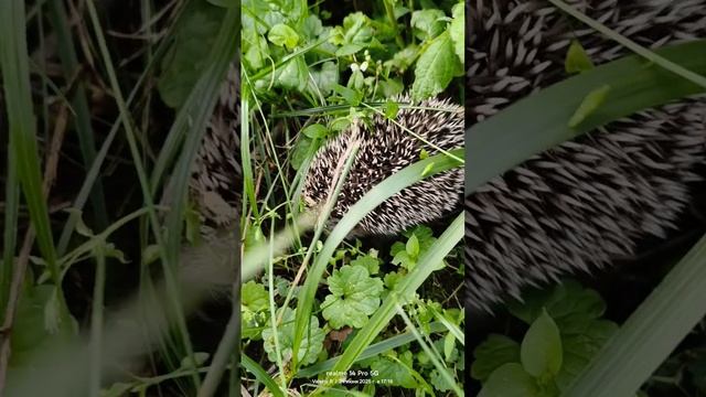 Маленький ёжик 🦔   24.06.2025