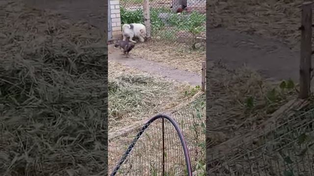 А за забором -молодняк. Их в руки добрые пристроить не получается никак.