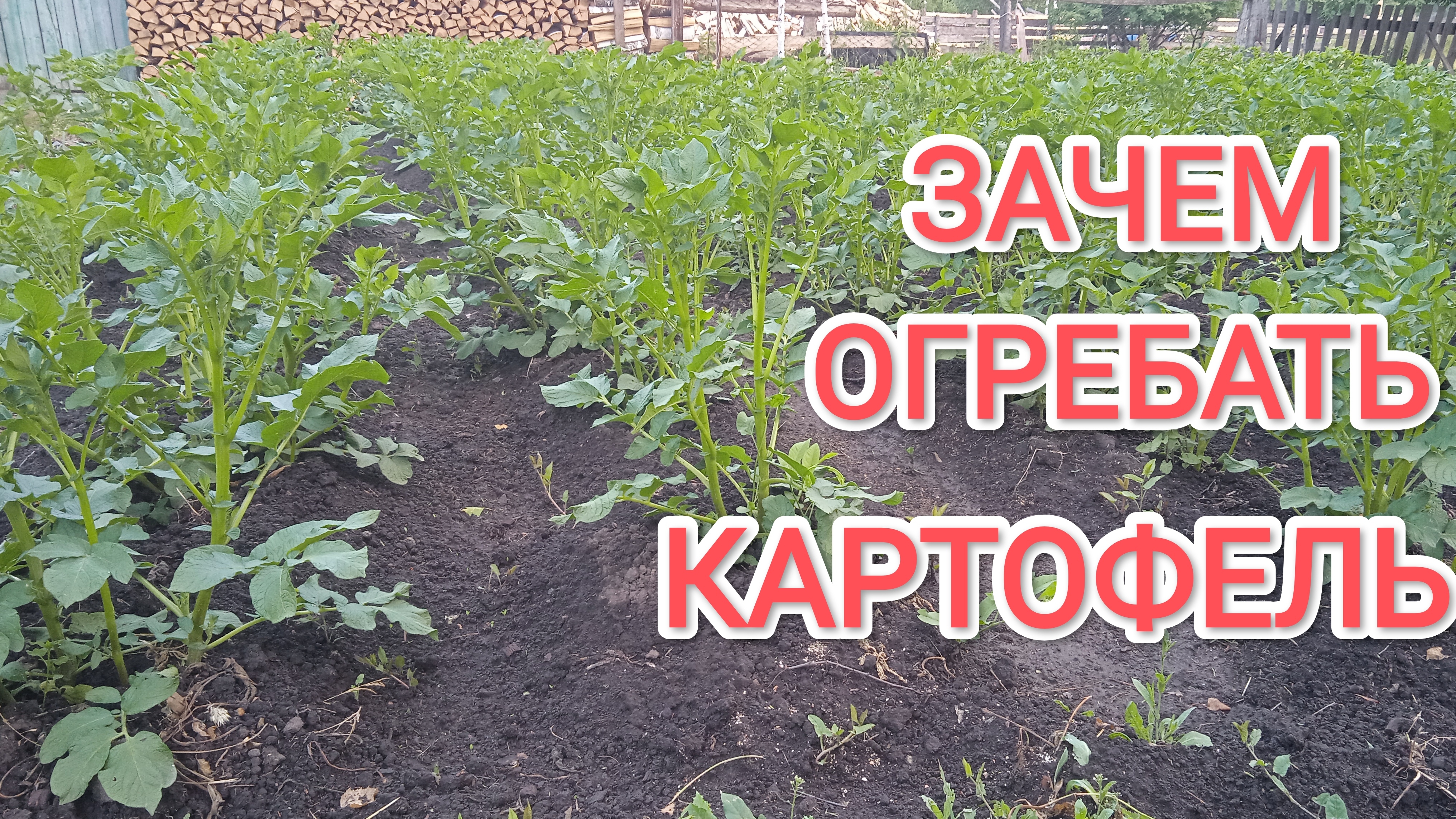 Жизнь в деревне Зачем огребать картофель