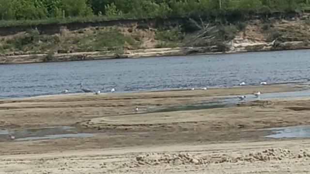 Цапля и чайки  на реке Оке.