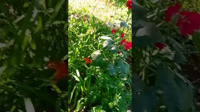 Утренняя Прогулка