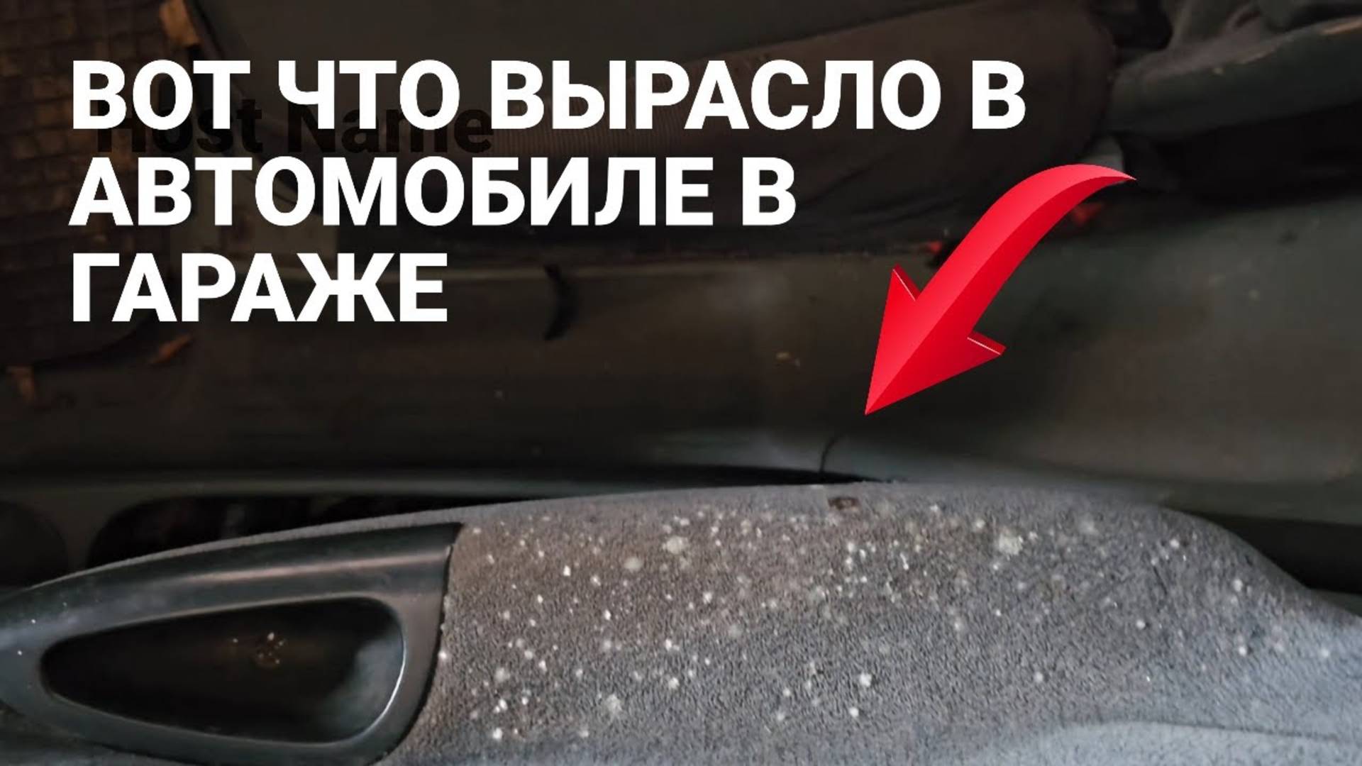 ПЛЕСЕНЬ СОЖРАЛА   автомобиль