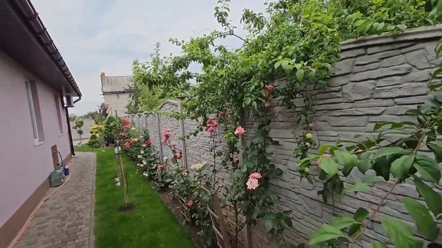 Untitled video