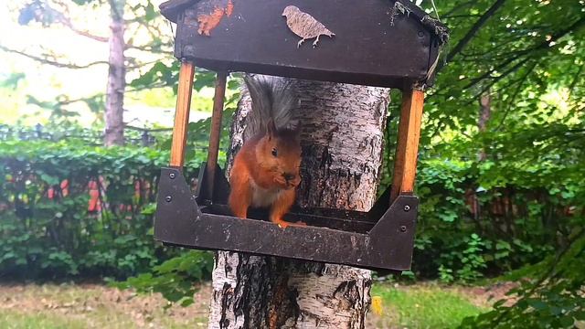 25.06.2025г.# Омские белочки