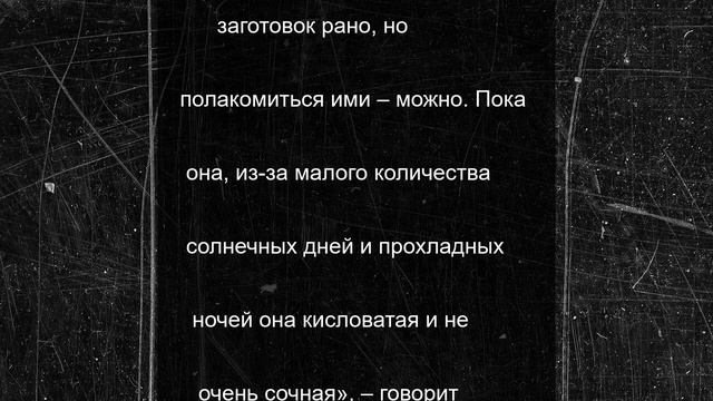 В марийских лесах выросло около 50 видов грибов, зреют черника и земляника