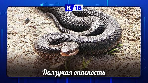 Что делать, если вы встретились со змеёй