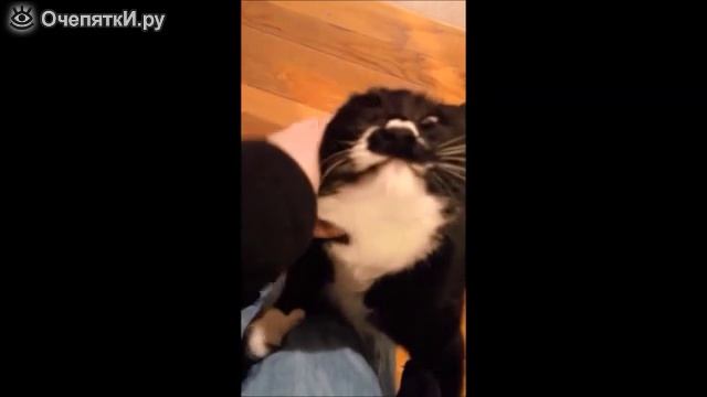 Как встречают кошки и коты хозяев
