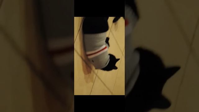 XD