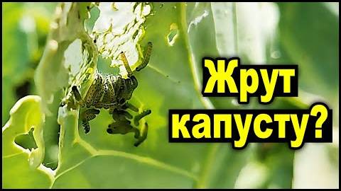 Вредителей капусты победить легко! Простые способы защиты без химии