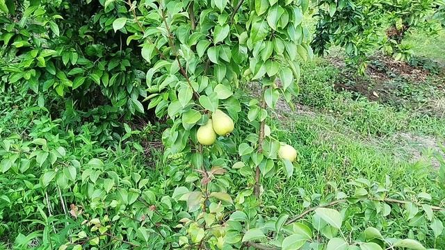 Кожа персик, голова груша)