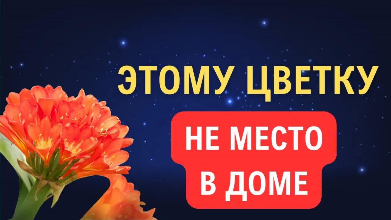 Какие цветы нельзя держать в доме и почему