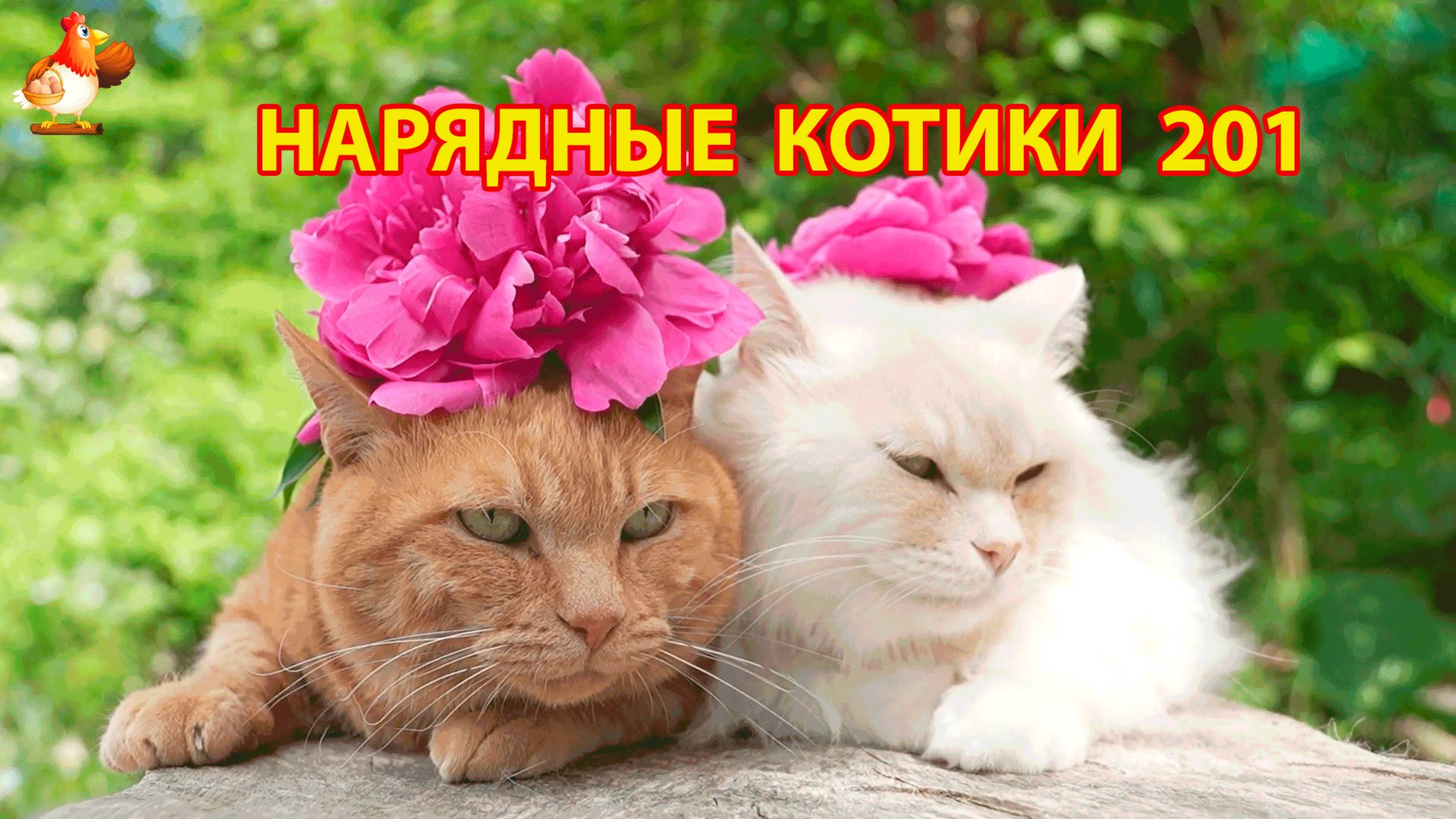 Нарядные Котики расслабляются на солнышке 🌞 🐈🐈🐈 (201)