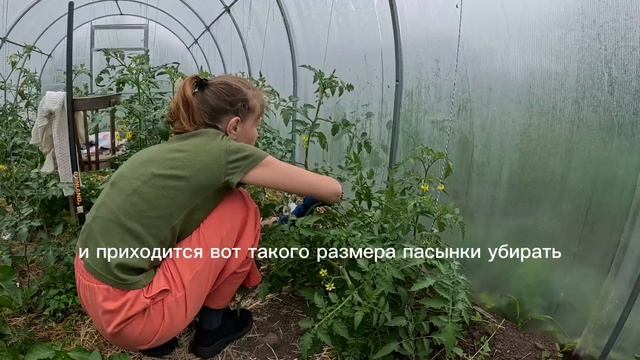 Грустно обрезать такие большие пасынки