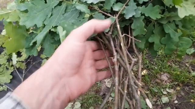 Как вязать дубовый веник.