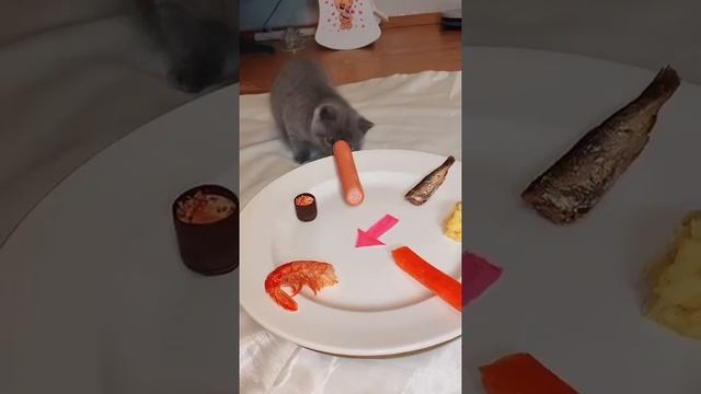 Наш TG https://t.me/liveofcats