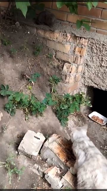 ❌КОТЯТА ВСЕ В КЛЕТКЕ НА КАРАНТИНЕ!
ПОСАДИЛА В ПРОХОДНУЮ ПЕРЕГОРОДКУ!