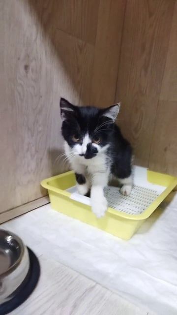 Котёнка подбросили в подъезд с травмированной лапкой...
Её определили на передержку в ветклинику.