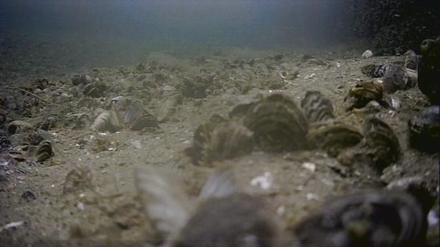 1000045363.mp4Волга гл.5м.25.06.2025г.