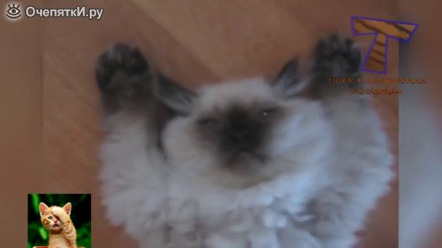 Кошки и коты в смешной сборке