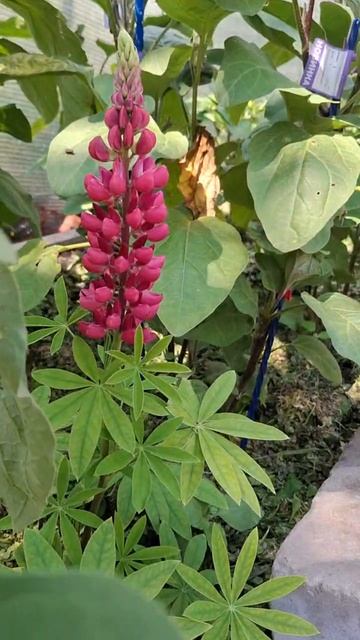 красота невозможная 🌸