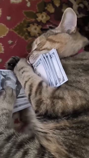 Это всё моё!