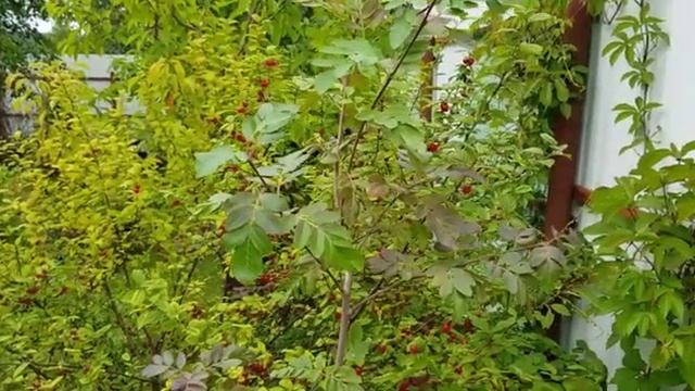 Мой летний сад часть (1)
