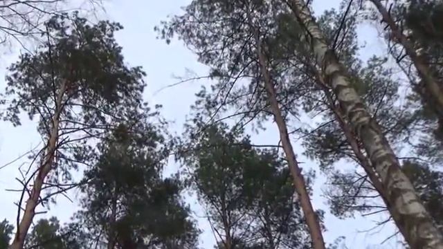 Зимний день. Музыка Сергея Чекалина. Winter day. Music by Sergey Chekalin