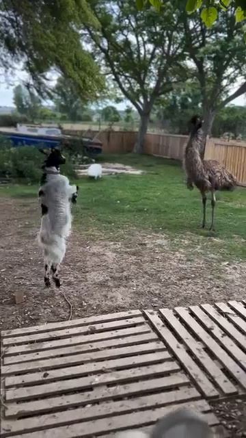 Школа танцев 💃🐐❤️🤩
