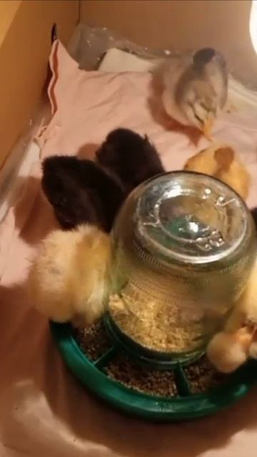 Голодкошейные цыплята