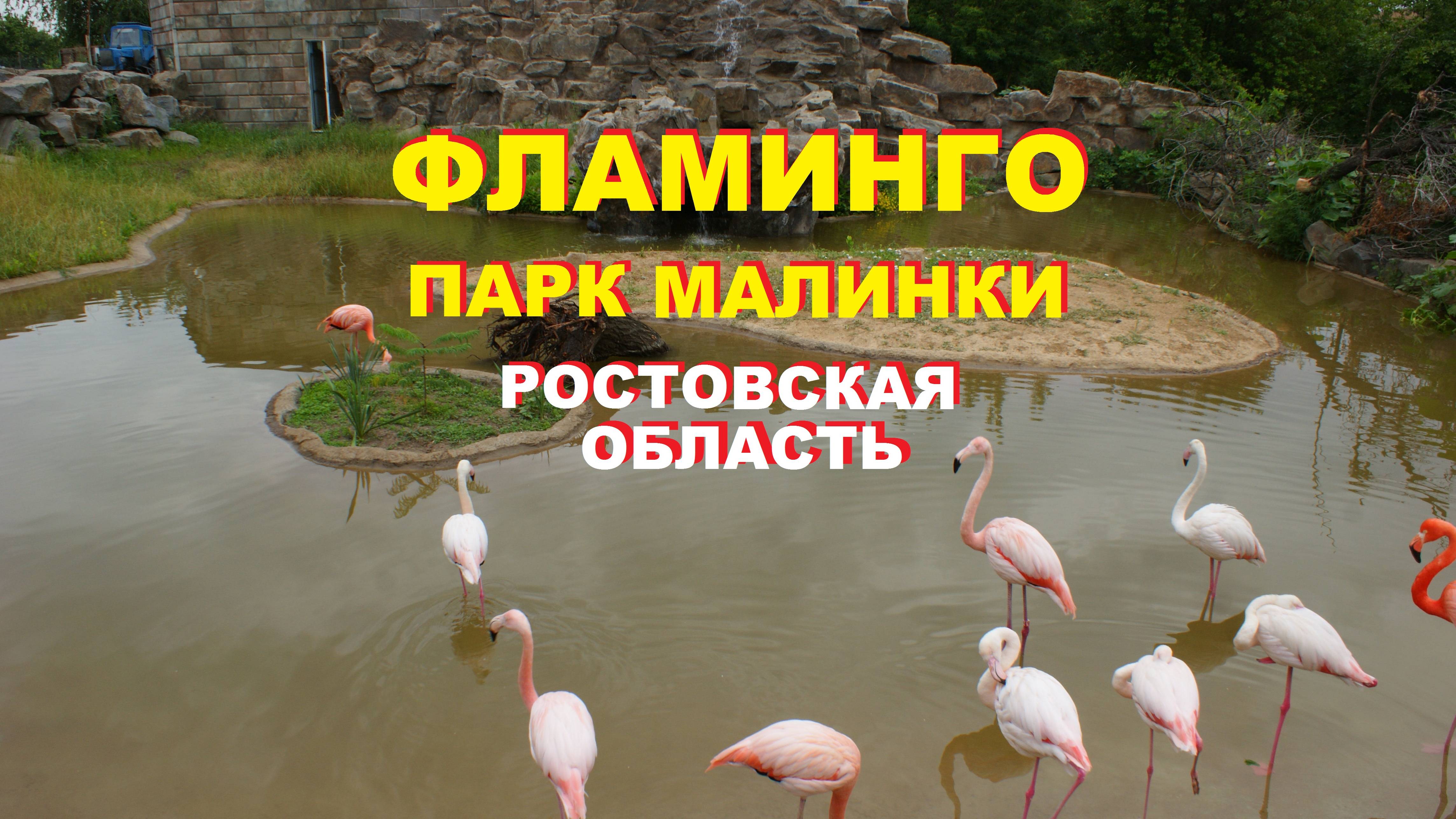 Розовые фламинго в парке Малинки Ростовской области живут в красивом пруду с водопадом