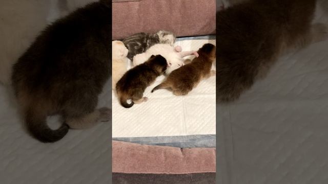 Котятам кошки Кайли 10 дней.