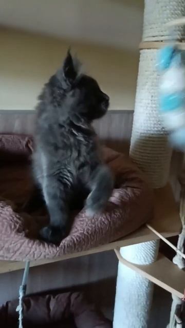 Кошечка мейн-кун Роксолана #cat #kitten #xo4umeinkuna #mainecoon